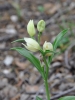 Cephalanthera damasonium (Mill.) Druce