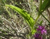 Cephalanthera damasonium (Mill.) Druce