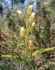 Cephalanthera damasonium (Mill.) Druce