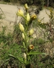 Cephalanthera damasonium (Mill.) Druce