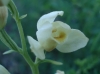 Cephalanthera damasonium (Mill.) Druce