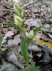 Cephalanthera damasonium (Mill.) Druce