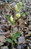 Cephalanthera damasonium (Mill.) Druce