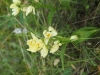 Cephalanthera damasonium (Mill.) Druce