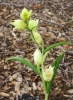 Cephalanthera damasonium (Mill.) Druce