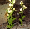 Cephalanthera damasonium (Mill.) Druce