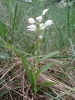 Cephalanthera longifolia (L.) Fritsch