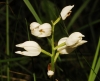 Cephalanthera longifolia (L.) Fritsch