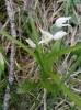 Cephalanthera longifolia (L.) Fritsch