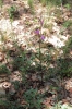 Cephalanthera rubra (L.) L.C.M. Richard