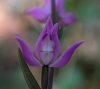 Cephalanthera rubra (L.) L.C.M. Richard