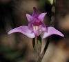 Cephalanthera rubra (L.) L.C.M. Richard