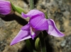 Cephalanthera rubra (L.) L.C.M. Richard