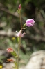 Cephalanthera rubra (L.) L.C.M. Richard