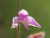 Cephalanthera rubra (L.) L.C.M. Richard