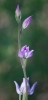 Cephalanthera rubra (L.) L.C.M. Richard