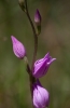 Cephalanthera rubra (L.) L.C.M. Richard