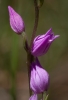 Cephalanthera rubra (L.) L.C.M. Richard