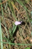 Cephalanthera rubra (L.) L.C.M. Richard