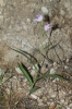 Cephalanthera rubra (L.) L.C.M. Richard