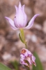 Cephalanthera rubra (L.) Rich.