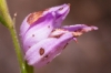 Cephalanthera rubra (L.) Rich.