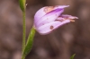 Cephalanthera rubra (L.) Rich.