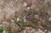 Cephalanthera rubra (L.) Rich.