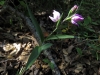 Cephalanthera rubra (L.) Rich.