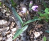 Cephalanthera rubra (L.) Rich.