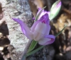 Cephalanthera rubra (L.) Rich.