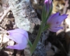 Cephalanthera rubra (L.) Rich.