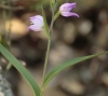 Cephalanthera rubra (L.) Rich.