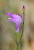 Cephalanthera rubra (L.) Rich.