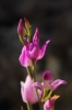 Cephalanthera rubra (L.) Rich.