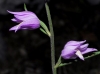 Cephalanthera rubra (L.) Rich.