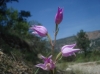 Cephalanthera rubra (L.) Rich.