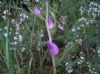 Cephalanthera rubra (L.) Rich.