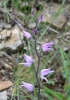 Cephalanthera rubra (L.) Rich.