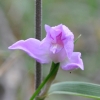 Cephalanthera rubra (L.) Rich.