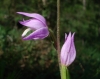 Cephalanthera rubra (L.) Rich.