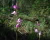 Cephalanthera rubra (L.) Rich.