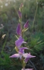 Cephalanthera rubra (L.) Rich.