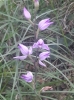 Cephalanthera rubra (L.) Rich.