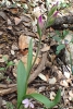 Cephalanthera rubra (L.) Rich.