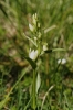 Cephalanthera damasonium (Mill.) Druce