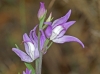 Cephalanthera rubra (L) L.C.M. Richard