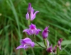 Cephalanthera rubra (L.) L.C.M. Richard