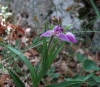 Cephalanthera rubra (L.) L.C.M. Richard