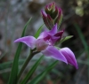 Cephalanthera rubra (L.) L.C.M. Richard